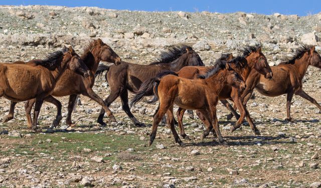 Yılkı Atları Objektife Yansıdı