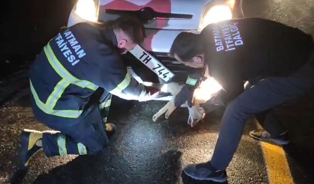 Aracın Altında Sıkışan Tilkiyi İtfaiye Kurtardı