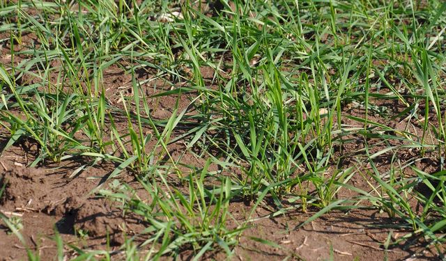 Aşırı Yağış Sonrası Çiftçiler İçin Hayati Uyarılar: Tarlalarınız Güvende mi?