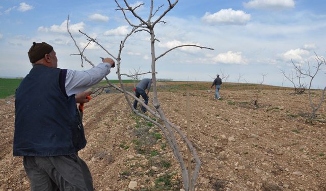 İl Tarım'dan çiftçilere bordo bulamacı uyarısı