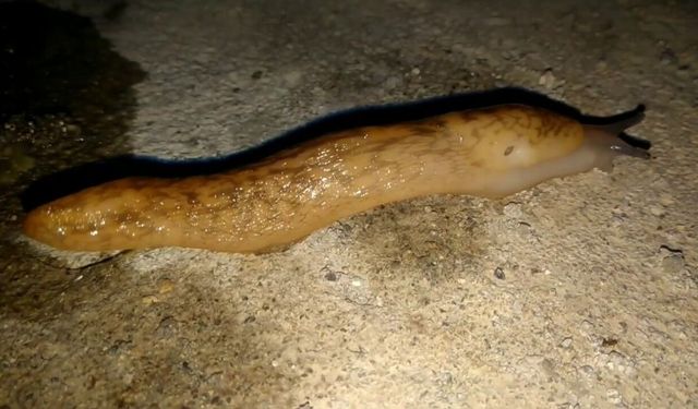 Sümüklü böcek böcek midir, neden böcek değiller?