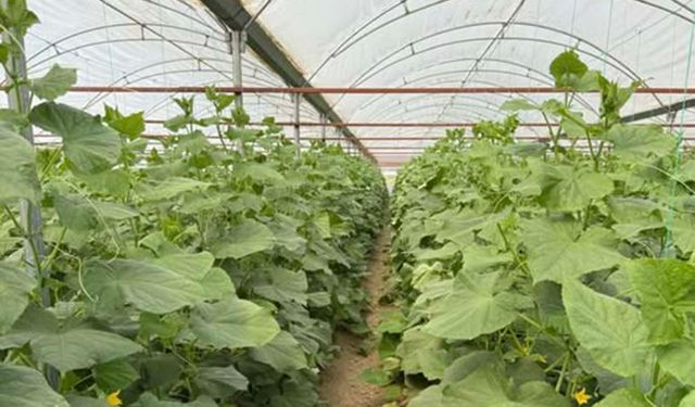 Sera üretimine nem uyarısı