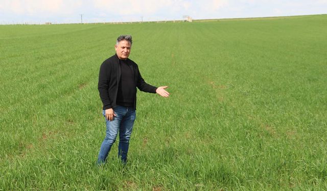 Yağışlar Rekolteyi Artıracak mı, Hastalık Riski Tehlike Yaratır mı?