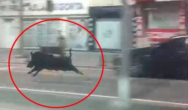 3 Kişiyi Yaralayan Domuz Etkisiz Hale Getirildi