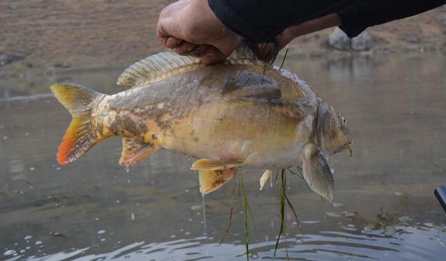 Batman’da Balık Avlamak Yasak mı?