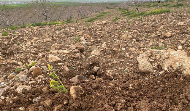 Batman’da Aşırı Yağış Alarmı: Meyve Bahçeleri İçin Kritik Uyarı!