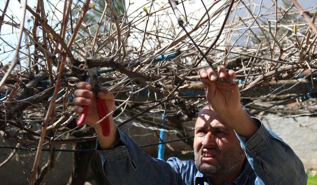 Batman’da Bahar Müjdesi: Üzüm Bağlarında Budama Sezonu Başladı