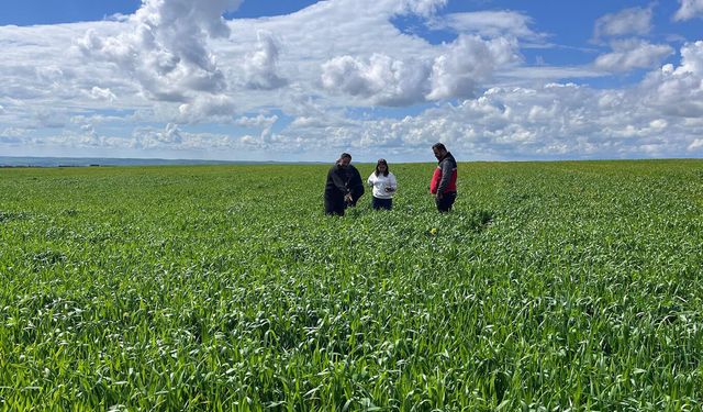 Batman’da Buğday Tarlalarına Hastalık Alarmı