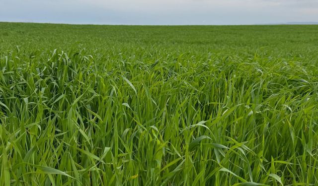 Batman’da Buğday Tarlalarında Kök Çürüklüğü ve Yatma Tehlikesi