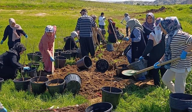 Batman’da Dev Yeşil Hamle: 9 Bin 460 Meyve Fidanı Toprakla Buluşuyor