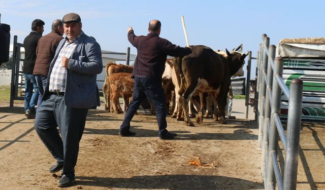 Batman’da Kurbanlıklar Görücüye Çıktı, Denetimler Sıkılaştırıldı