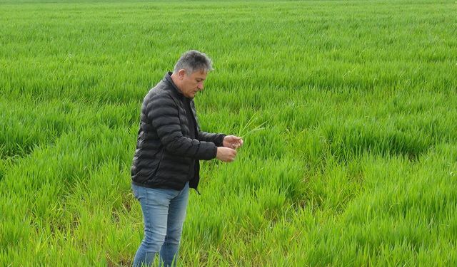 Batman’da Yağış Bereketi: Hububatta Yüzde 25 Rekolte Artışı Bekleniyor