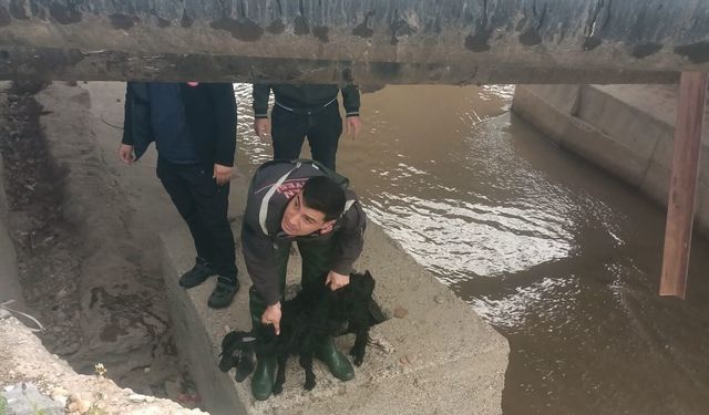 Merakı Canına Mal Oluyordu! Dereye Düşen Minik Keçiyi İtfaiye Kurtardı