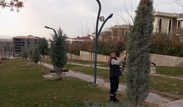 Ağaçlar Estetikle Buluşuyor