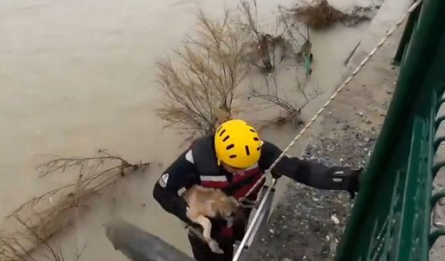 Batman Çayı’nda Can Pazarı: Yavru Köpeği İtfaiye Zamana Karşı Yarışla Kurtardı!