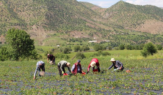 Sason’un “Beyaz Altını” Hasada İndi: Çilekte Bereket Var, Maliyetlerde Alarm