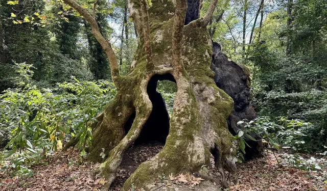 Sherwood Ormanı'ndaki tarihi meşe ağacı Major Oak (Büyük Meşe) yıkıldı mı, neden, nerede?"
