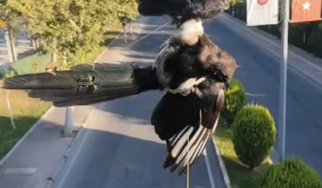 Batman'da direğe dolanan kuş kurtarıldı