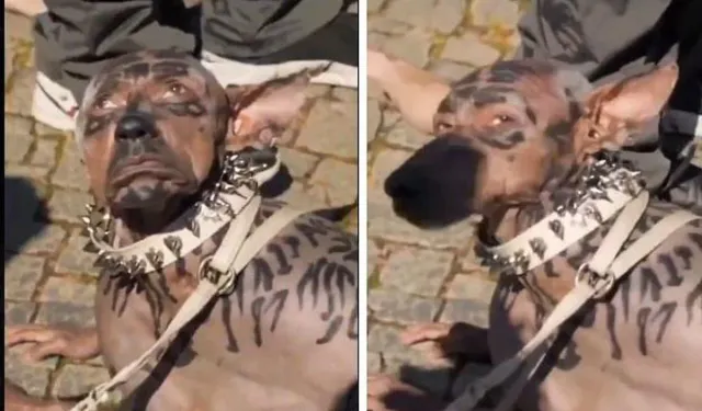 Köpeğe benzeyen adam yapay zeka videosu mu, gerçek mi?