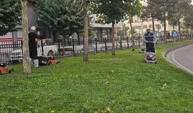 Yeşil Dokuya Estetik Görünüm
