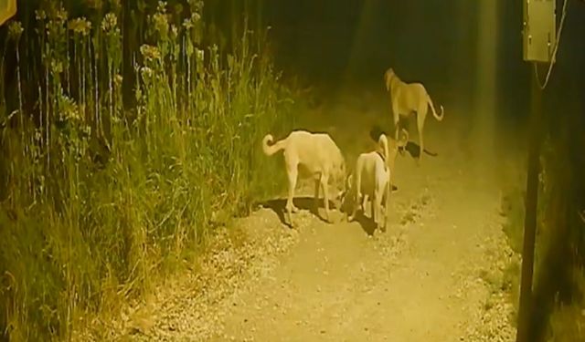 4 köpeğin bir kediye saldırdığı görüntülerle ilgili belediyeden açıklama