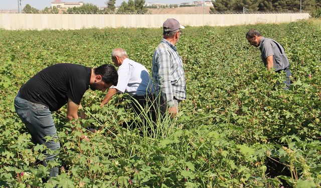 Batman’da ‘Beyaz Altın’ Çağrısı: Hedef 50 Bin Dekar Pamuk
