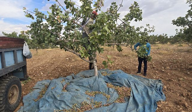 Batman’da fıstık hasadı başladı: ‘Birinci sınıf tarım arazileri korunmalı’