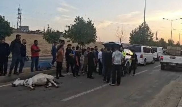 Seyir Halindeki Ticari Aracın Çarptığı Eşek Telef Oldu