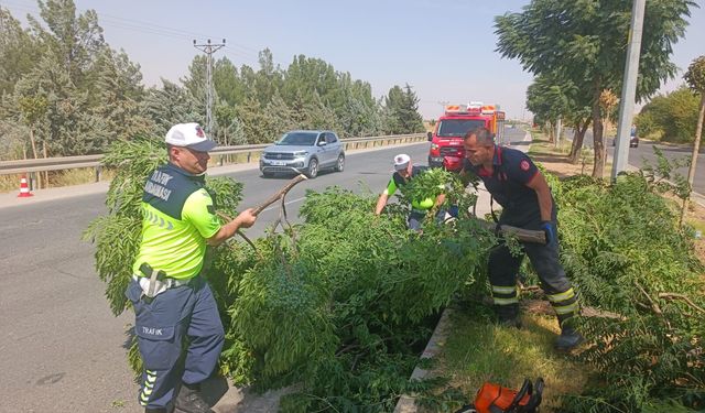 Rüzgârın Devirdiği Ağaçlar Kontrollü Şekilde Kaldırılıyor