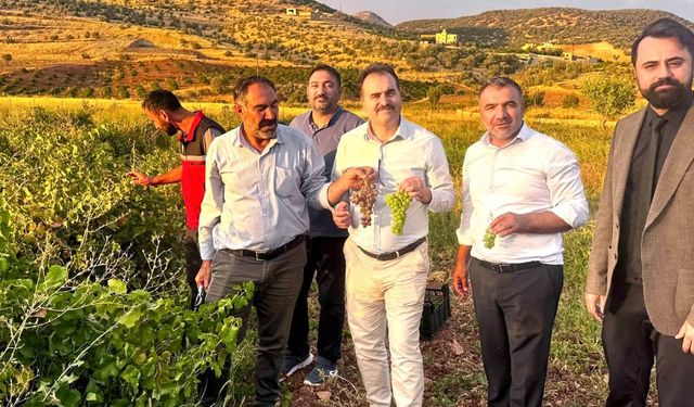 Gercüş’te Binetat Üzümünde Hasat Bereketi