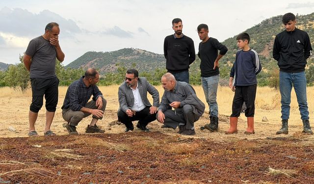 Gercüş’te Yağış Mağduriyeti: Kuru Üzüm Üreticileri Destek Bekliyor