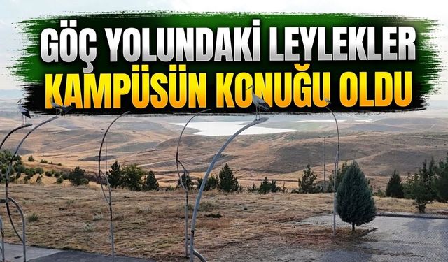 Göç yolundaki leylekler kampüsün konuğu oldu