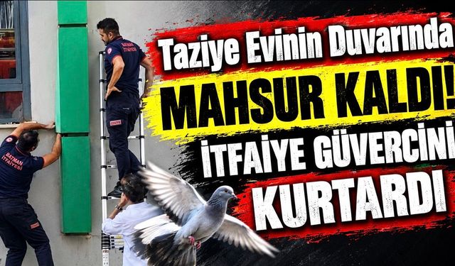 Taziye Evinin Duvarında Mahsur Kaldı! İtfaiye Güvercini Kurtardı