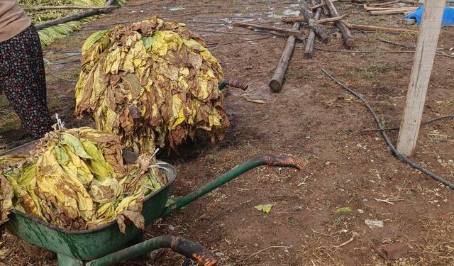 Yağmur Çiftçiyi Vurdu: 2 Tonluk Ürün Ziyan Oldu