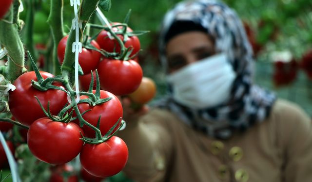 Soğuk hava rekortmeni Çaldıran'da, jeotermal enerji ile ısıtılan seralarda tonlarca domates üretildi