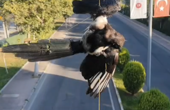 Batman'da direğe dolanan kuş kurtarıldı