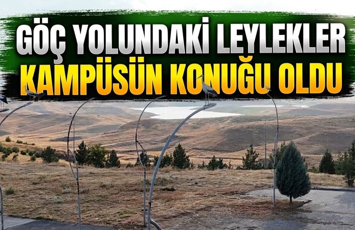 Göç yolundaki leylekler kampüsün konuğu oldu