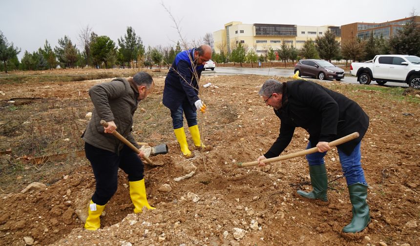 ZİVZİK NARI FİDANI TOPRAKLA BULUŞTU