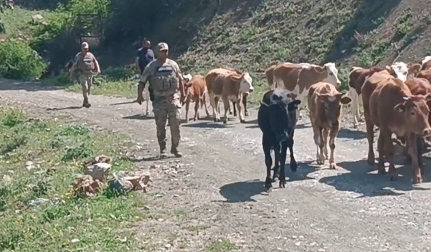 Batman'da Kayıp Büyükbaş Hayvanlar Bulundu