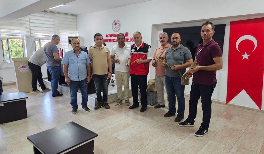 Batmanlı Fıstık Üreticilerine Verim Artıracak Aşı Desteği!