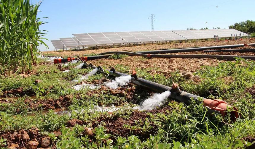Çiftçilere 5,5 milyar liralık destek ödemesi bugün hesaplara yatırılıyor