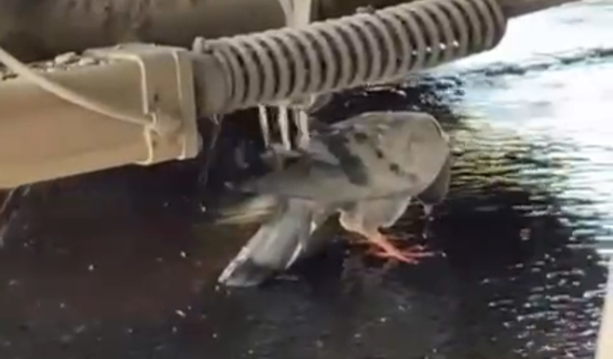 Serinlemek İçin Aracın Altına Sığındı, Ekipler Motoru Çalıştırmadı!
