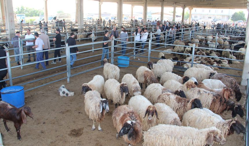 Kurban pazarlarında hareketlilik başladı: Fiyatlar uygun, seçenek bol