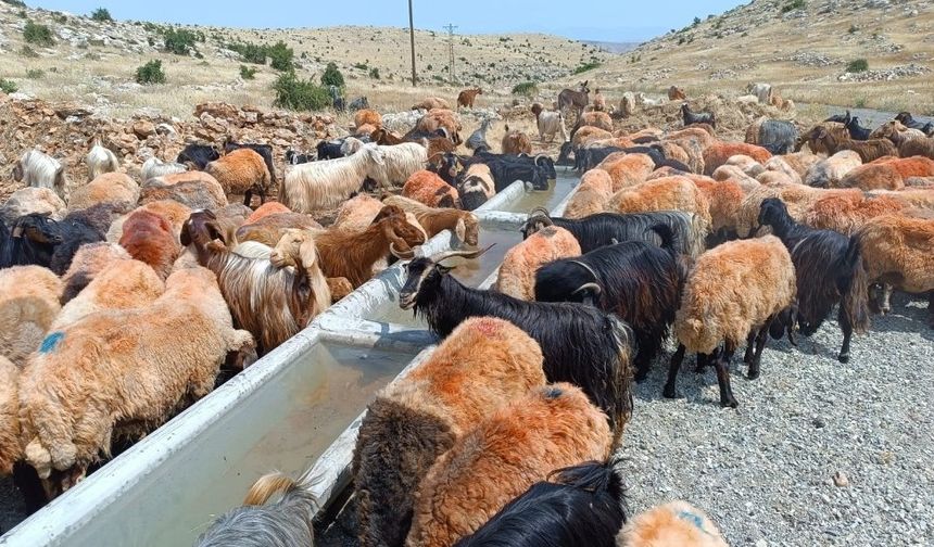 Hasankeyf'te Hayvanlara Hayat Veren Proje