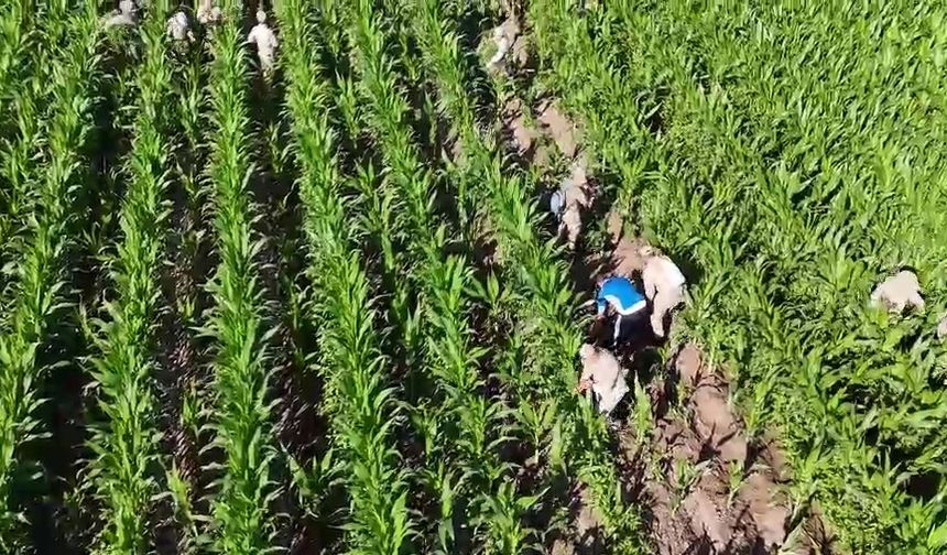 Mısır tarlasında 41 bin kök skunk ele geçirildi: 2 gözaltı