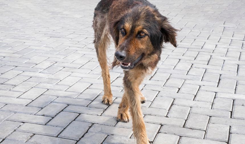 Başıboş köpekler vatandaşı tedirgin ediyor: Can güvenliğimiz tehlikede