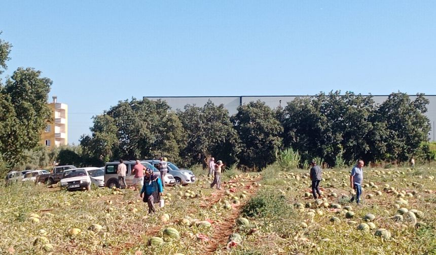 Tarladaki 120 ton karpuzunu hayrına dağıttı
