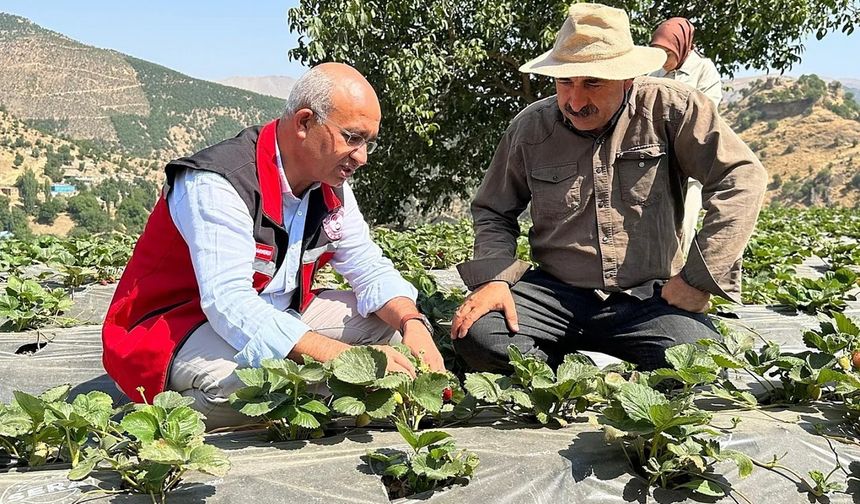 Şirvan’da çilek üretimi başladı: İlçe tarımda yeni bir sayfa açıyor