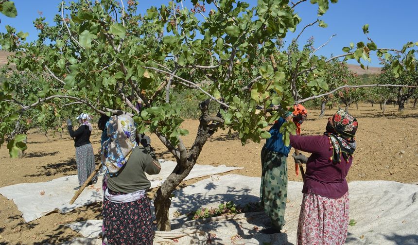 Kuraklık ve tedbirsizlik fıstık üreticisini vurdu