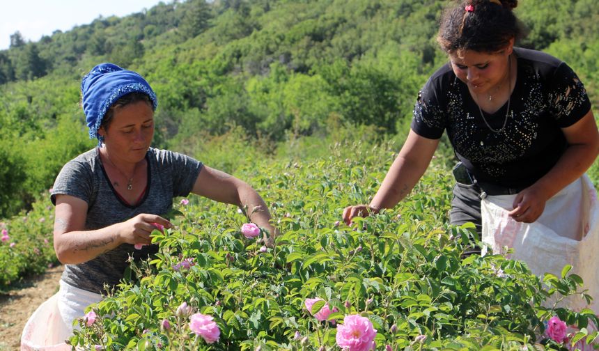 Zirai don gülü vurdu, rekolte yüzde 30 azaldı